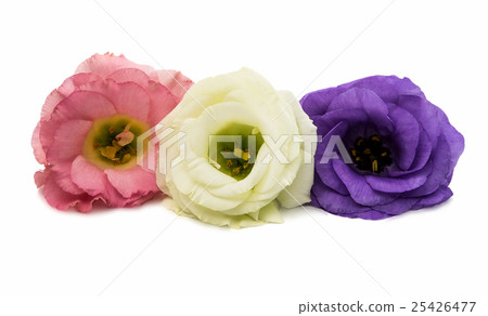 eustoma flower eustoma flower 25426477