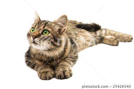tabby cat tabby cat 25426540