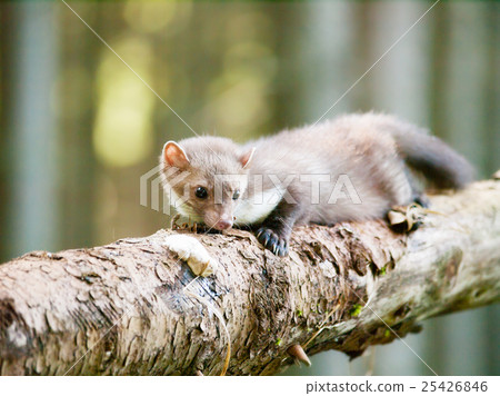 White breasted marten on the log - Martes foina 25426846