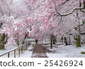 盛開的櫻花冠 25426924
