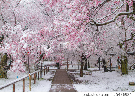 盛開的櫻花冠 25426924