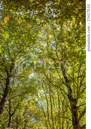 the tree tops 25427010