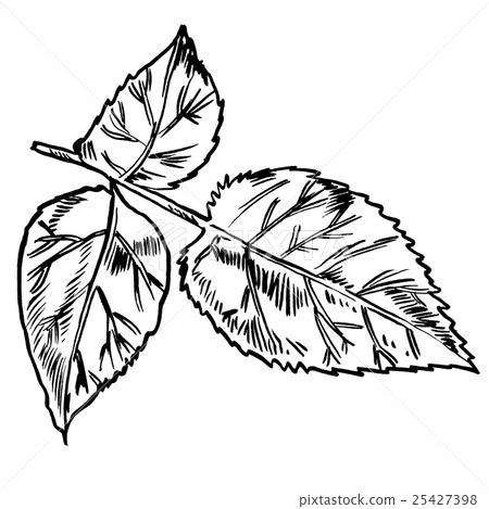 Exotic flowers set. Botanical vector vintage 25427398