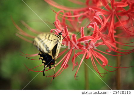Beetle and cluster amaryllis ⑰ Beetle and cluster amaryllis ⑰ 25428116