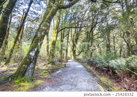 Forest track Forest track 25428332