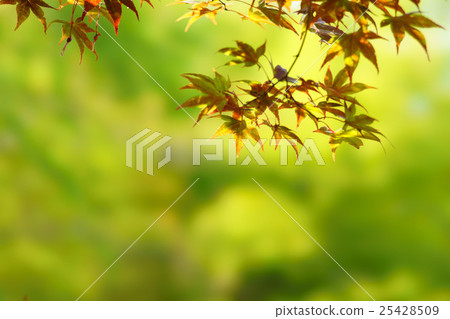 Autumn leaves 25428509