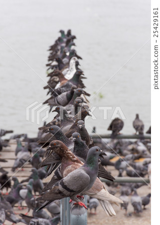 Bird (Pigeon, Dove) at a port or harbor Bird (Pigeon, Dove) at a port or harbor 25429161