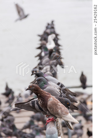 Bird (Pigeon, Dove) at a port or harbor Bird (Pigeon, Dove) at a port or harbor 25429162