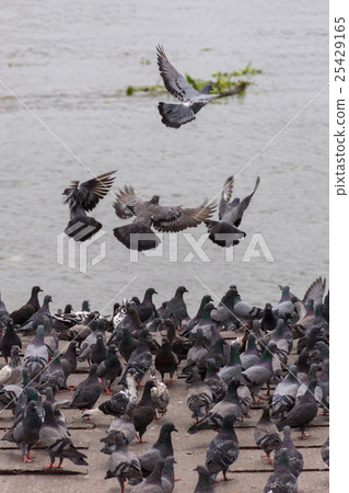 Bird (Pigeon, Dove) at a port or harbor Bird (Pigeon, Dove) at a port or harbor 25429165