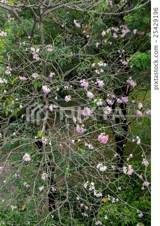 Flower (Pink trumpet tree) 25429196