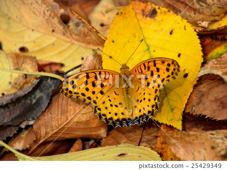 Butterflies of red clover on yellow leaves fallen leaves Butterflies of red clover on yellow leaves fallen leaves 25429349