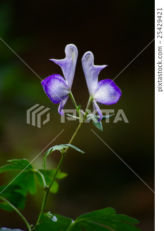 Torikabuto花 Torikabuto花 25429421