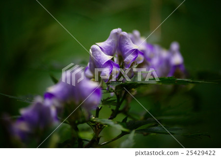 Torikabuto flowers 25429422