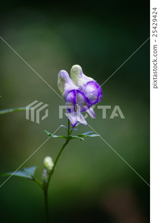 Torikabuto flowers 25429424