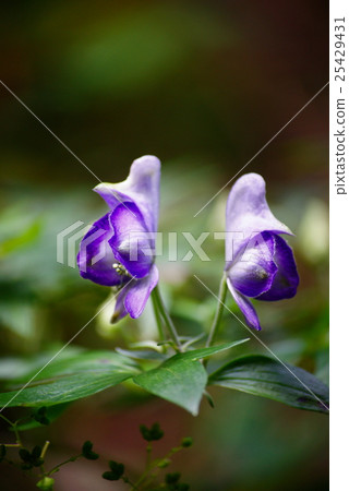 Torikabuto花 Torikabuto花 25429431