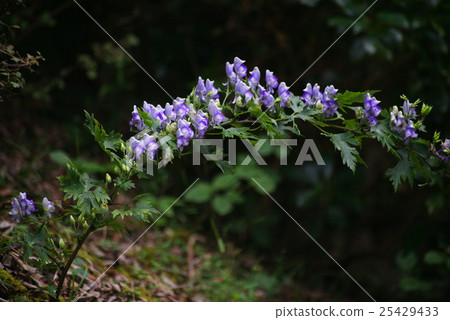 Torikabuto花 25429433