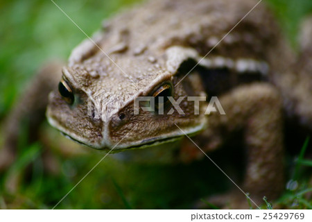 Toad Toad 25429769