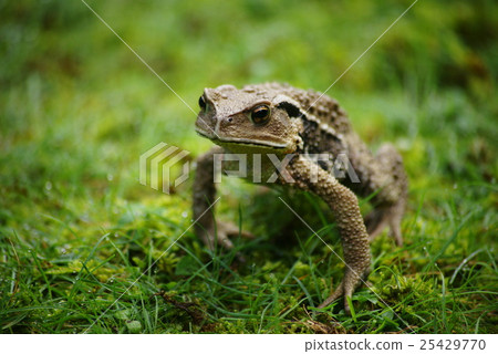 蟾蜍 25429770