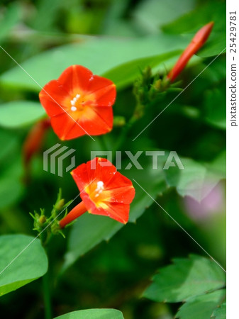 Marvallo可愛的花朵 Marvallo可愛的花朵 25429781