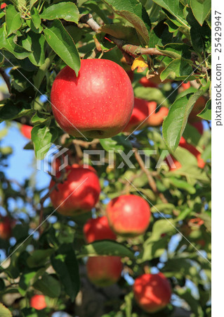 Apples that turned red Apples that turned red 25429947