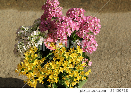 Kalanchoe Kalanchoe 25430718