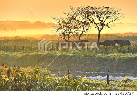 秋色草原牧年群 25430727