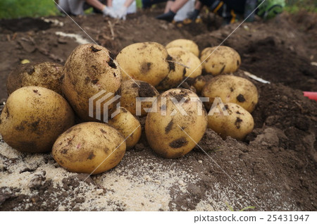 Potato digging Potato digging 25431947
