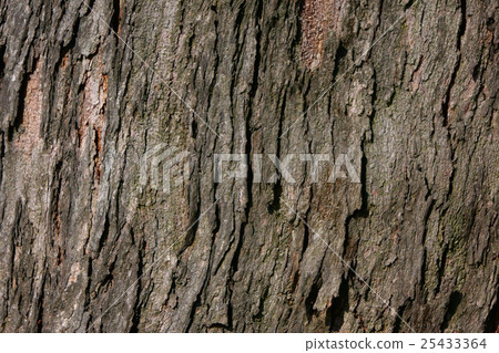 Background of the tree surface Background of the tree surface 25433364