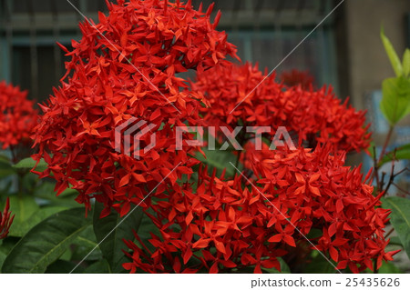 花 花 25435626