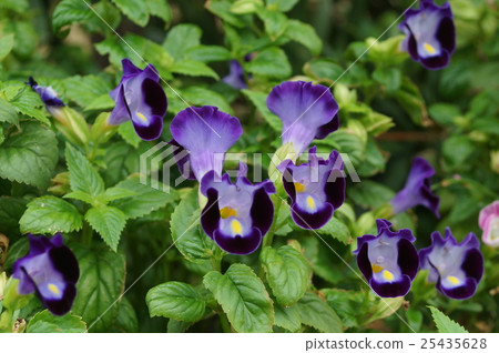 Flowers Flowers 25435628