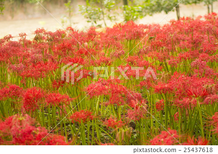Higanbana花抽屜領域 Higanbana花抽屜領域 25437618