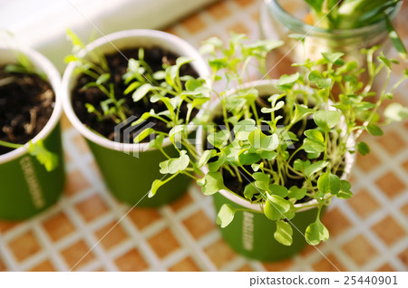 young green plant 25440901