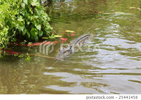 Crocodile 25441458