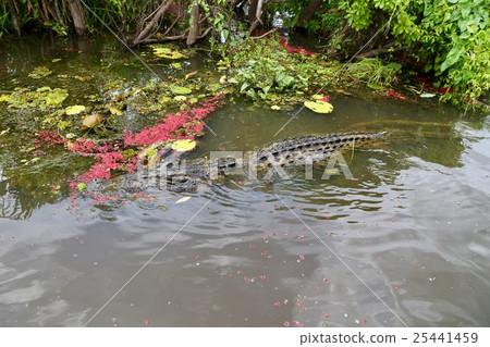 Crocodile 25441459