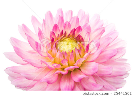 pink chrysanthemum 25441501