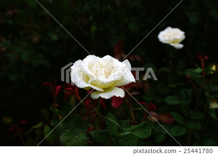 Roses (Margaret Merrill) National Echigo Hill Park Roses (Margaret Merrill) National Echigo Hill Park 25441780