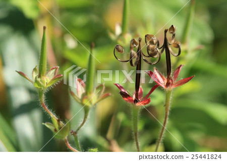 Natural plants Genen shoshu, when the fruit ripens, the skin warps rather, it seems to skip some species at the root Natural plants Genen shoshu, when the fruit ripens, the skin warps rather, it seems to skip some species at the root 25441824