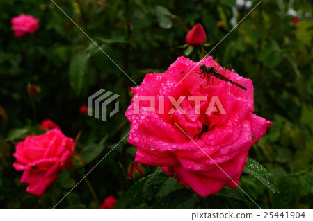 Roses (Maria · Crow) National Echigo Hill Park Roses (Maria · Crow) National Echigo Hill Park 25441904