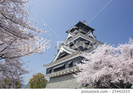 從熊本城和櫻花南側 25442033