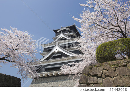 From Kumamoto Castle and Sakura south side From Kumamoto Castle and Sakura south side 25442038