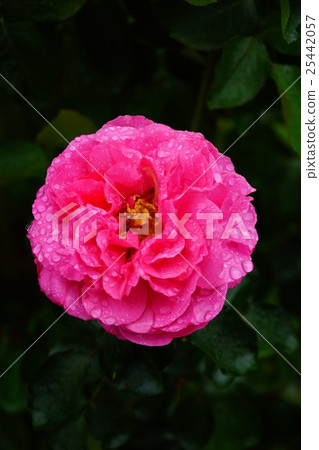 Roses Eve Piaget National Echigo Hill Park Stock Photo