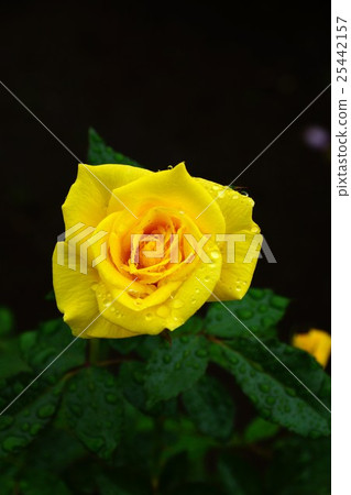 Rose (Freesia) National Echigo Hill Park 25442157