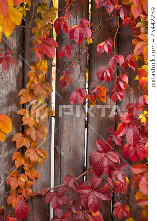 Autumn abstract frame. Fence and leaves Autumn abstract frame. Fence and leaves 25442239