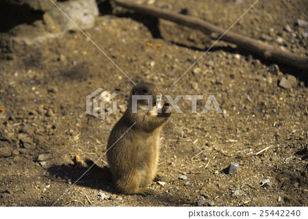 Prairie at sunset 25442240