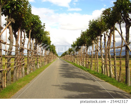 Scenery of a tree-lined tree 25442317