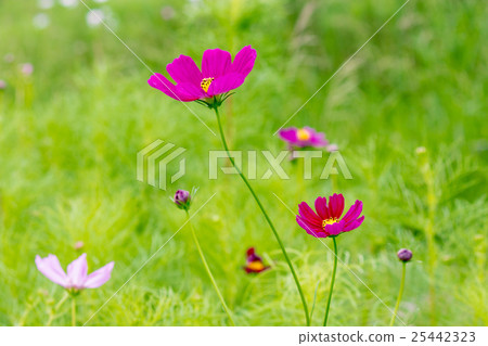 Red cosmos blooming on the hill of Cosmos at Kobe general athletic park 25442323