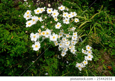 Shumayi chrysanthemum Shumayi chrysanthemum 25442658