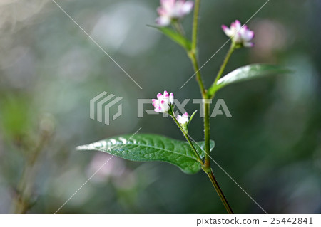 漂亮的Mizozova 25442841