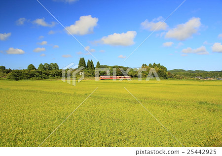 Isuimi火車和稻田 25442925