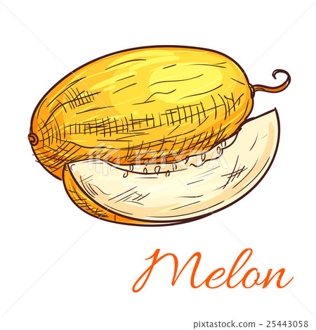 Melon vector color sketch icon 25443058